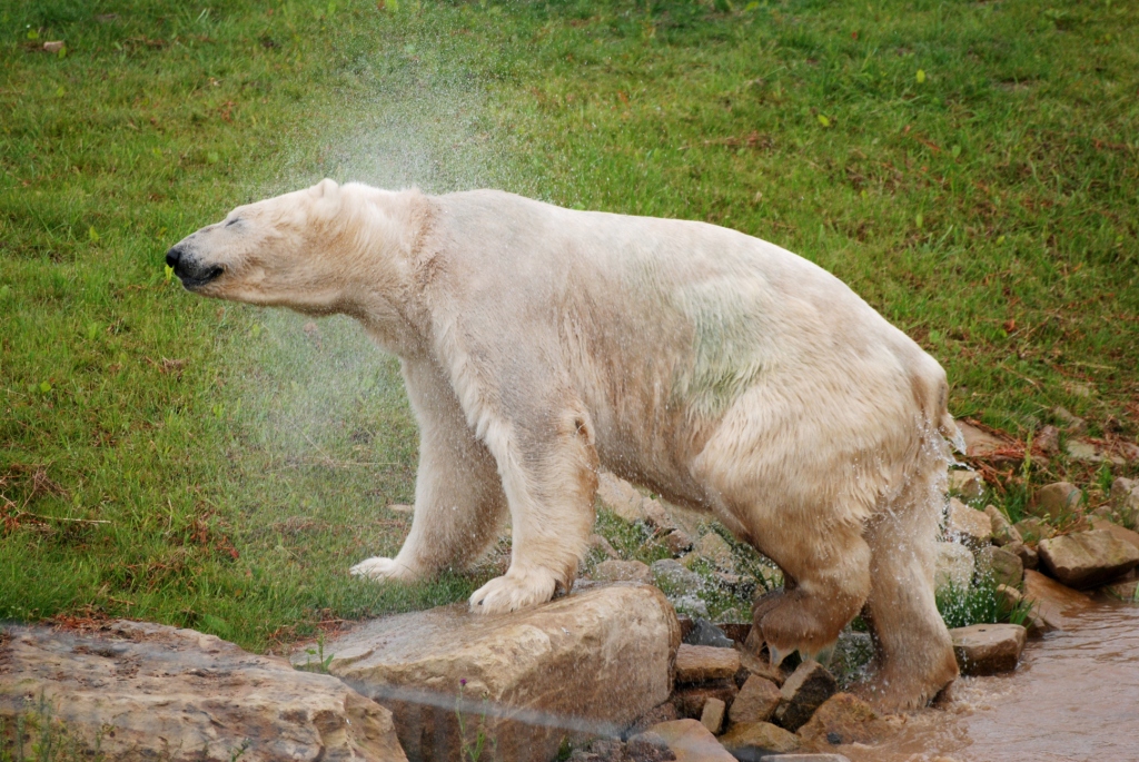Polar Bear at Yorkshire WP, 25/08/14