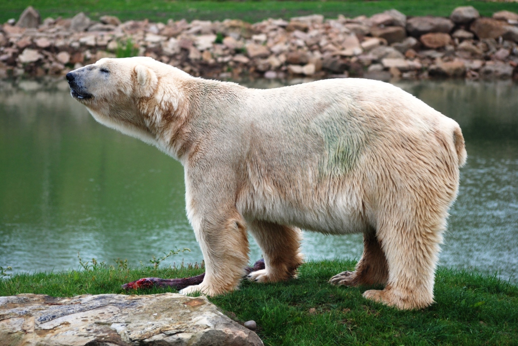 Polar Bear at Yorkshire WP, 25/08/14