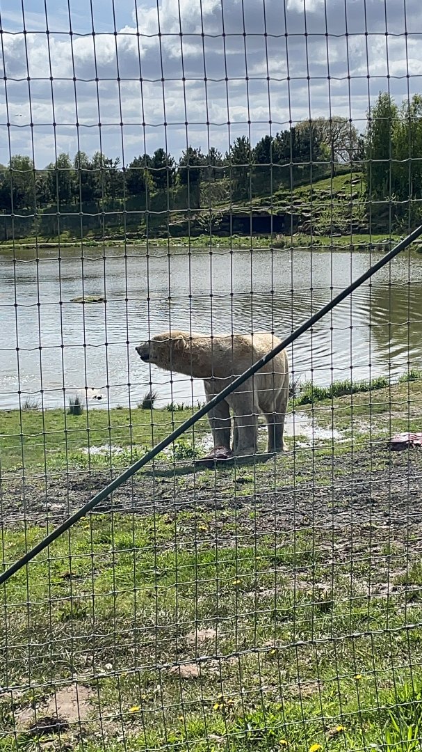 Polar bear at YWP