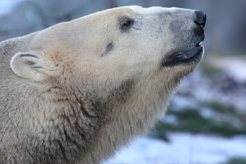 Polar Bear at Zoo København 15/01/2017