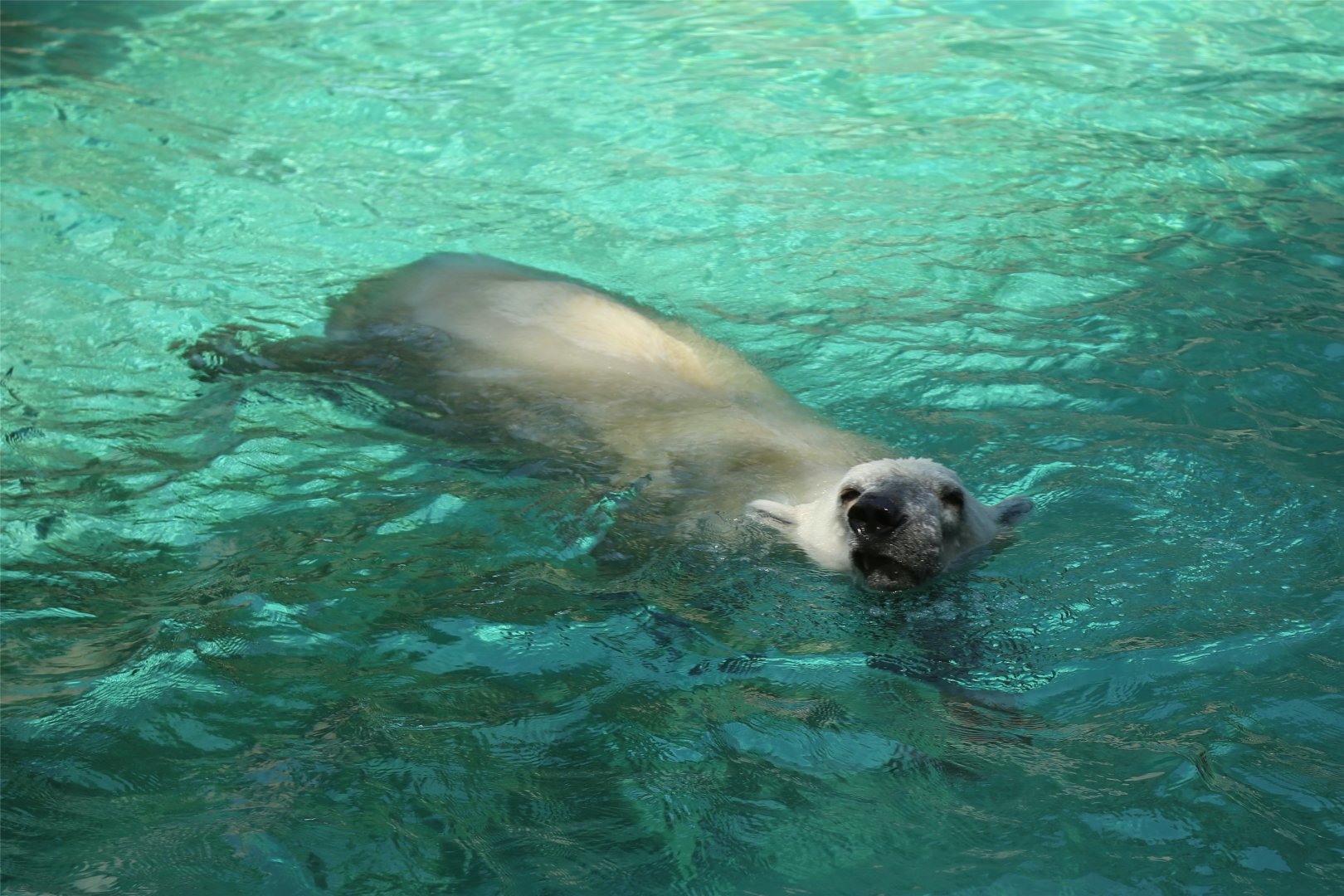 Polar Bear, August 2015