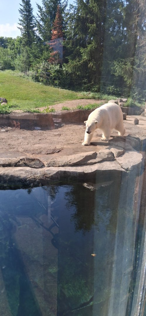 Polar bear aurora walks on the water bank