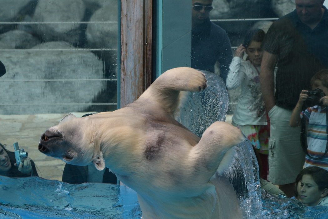 Polar Bear Backflip
