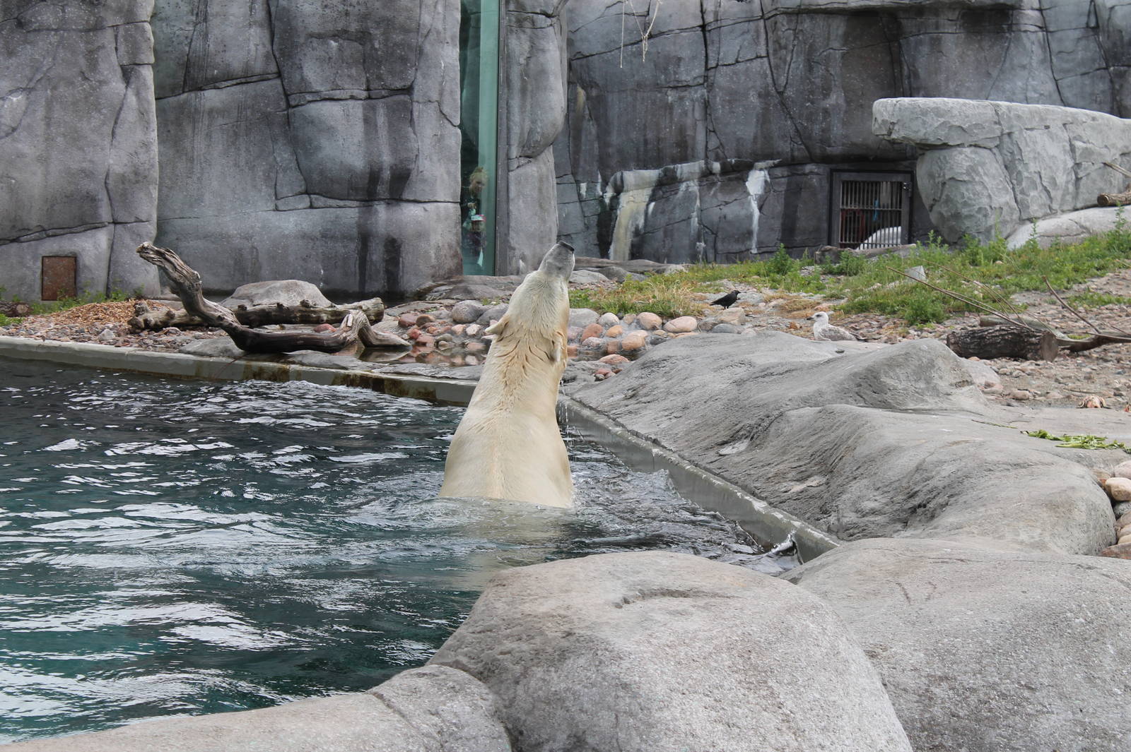 Polar Bear - backstroke