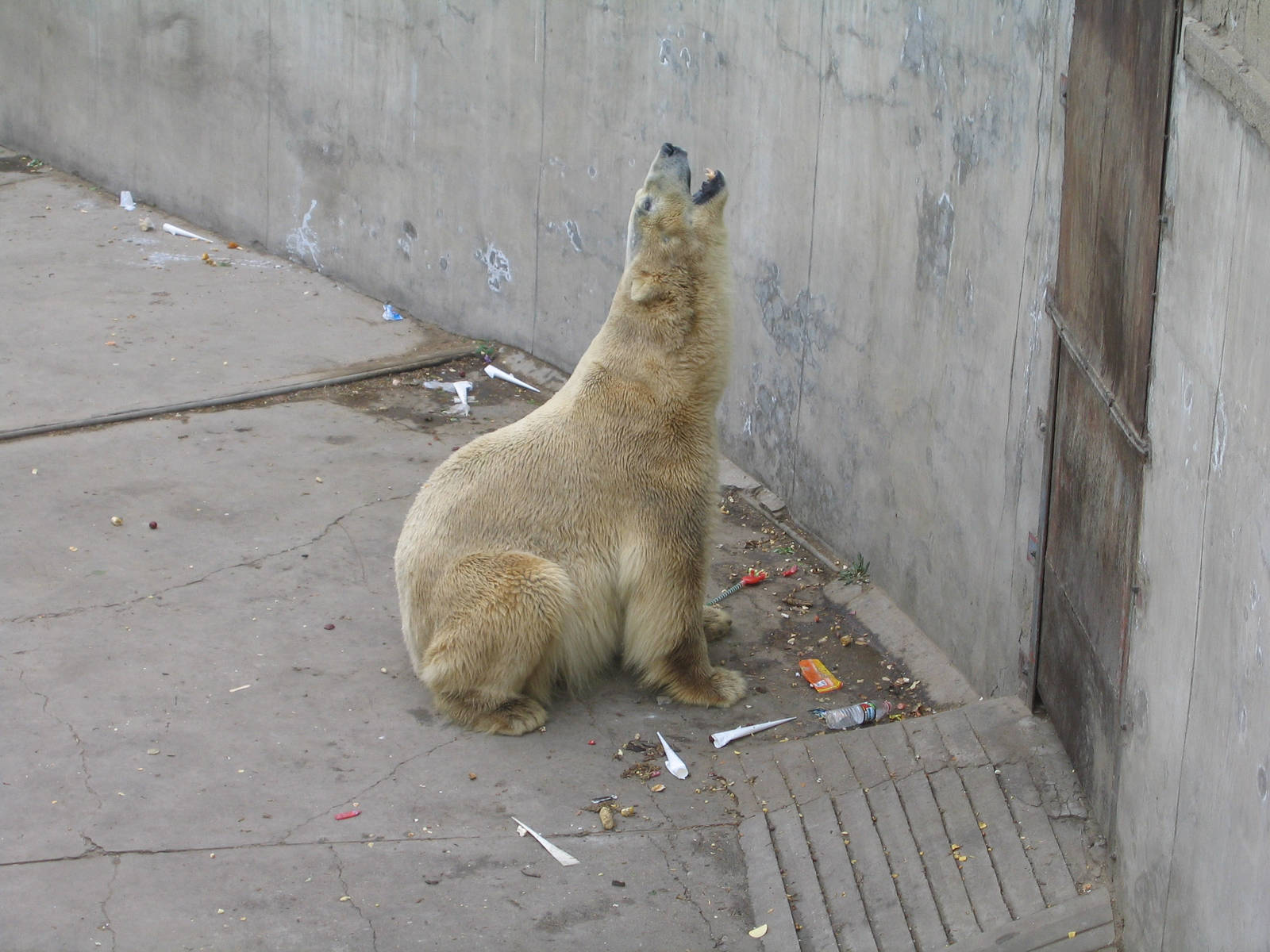 Polar Bear - Beijing Zoo