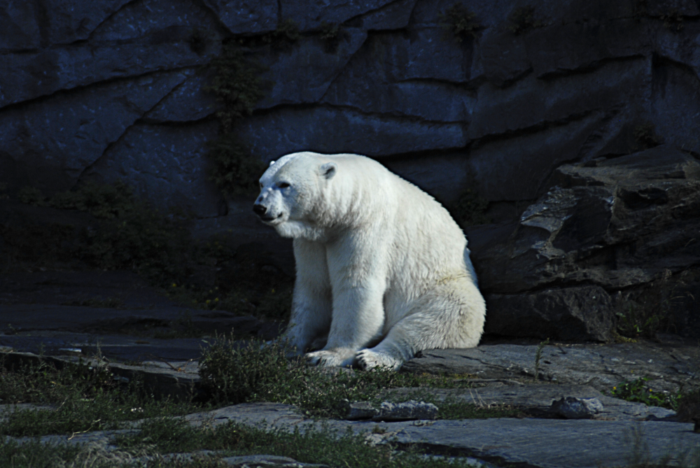 Polar Bear - Berlin Tierpark 2022