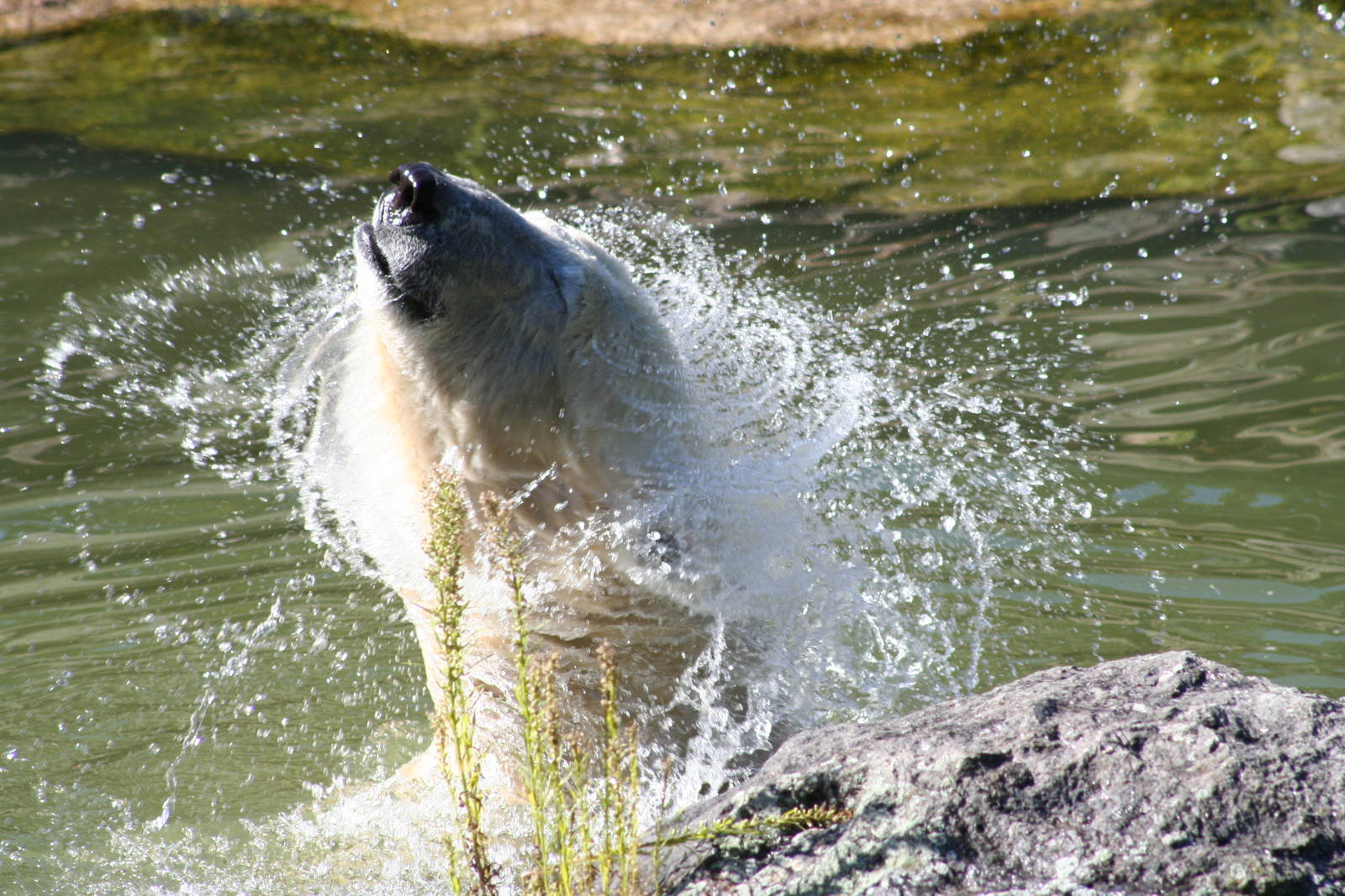 Polar Bear @ Berlin Zoo  05.09.07