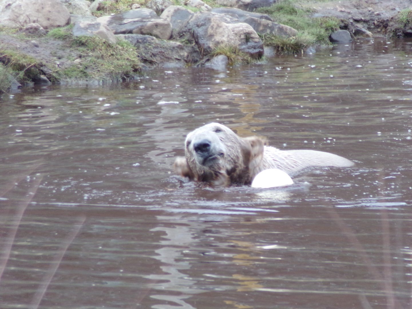 Polar bear “Brodie” in the pool 5.4.24