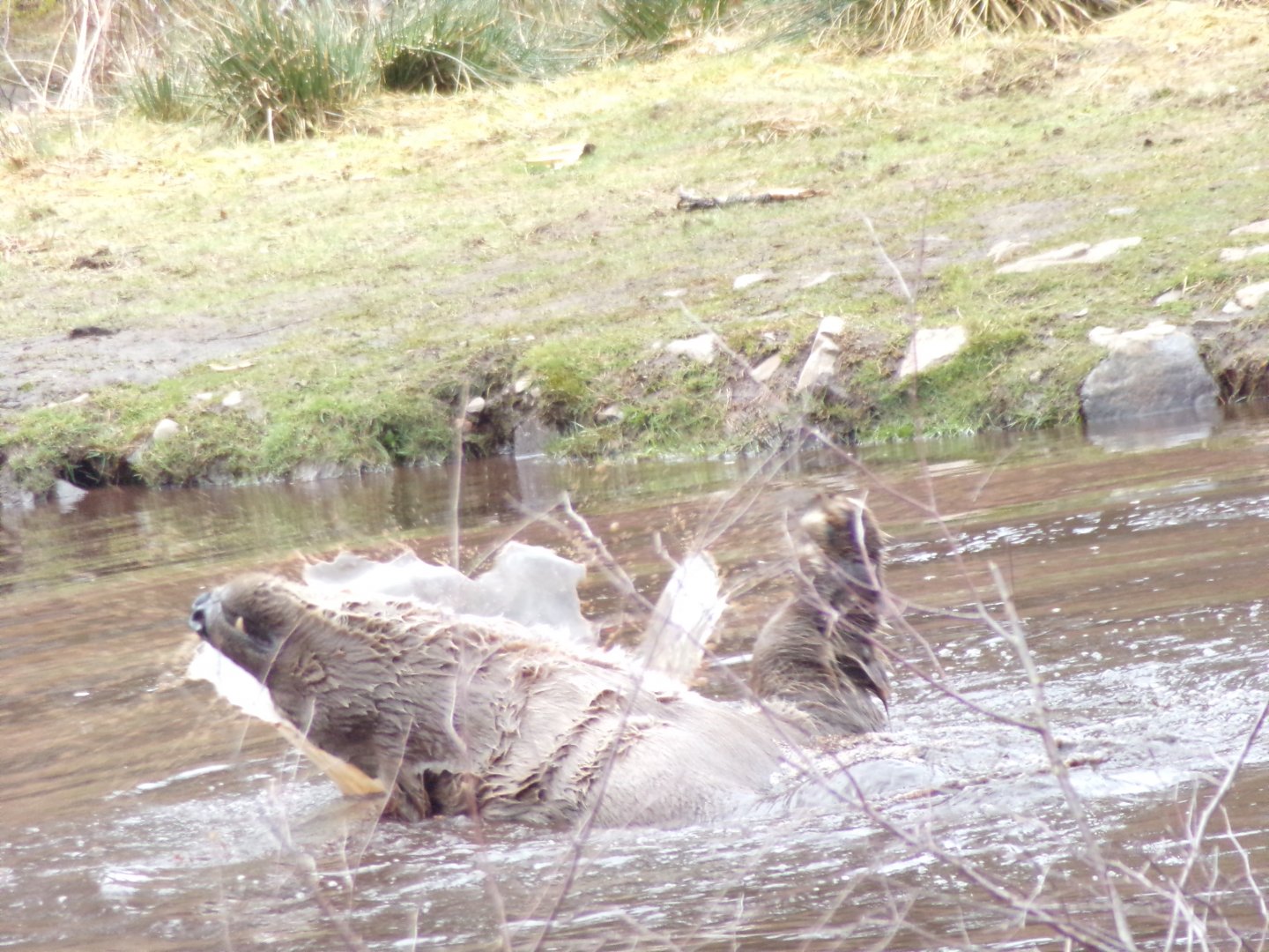 Polar bear “Brodie” swimming 5.4.24