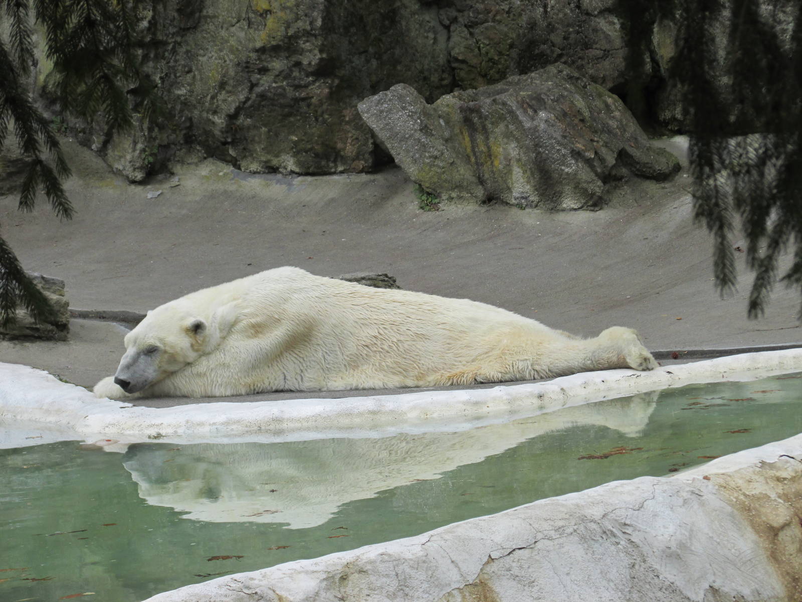 polar bear bronx zoo easter 2015
