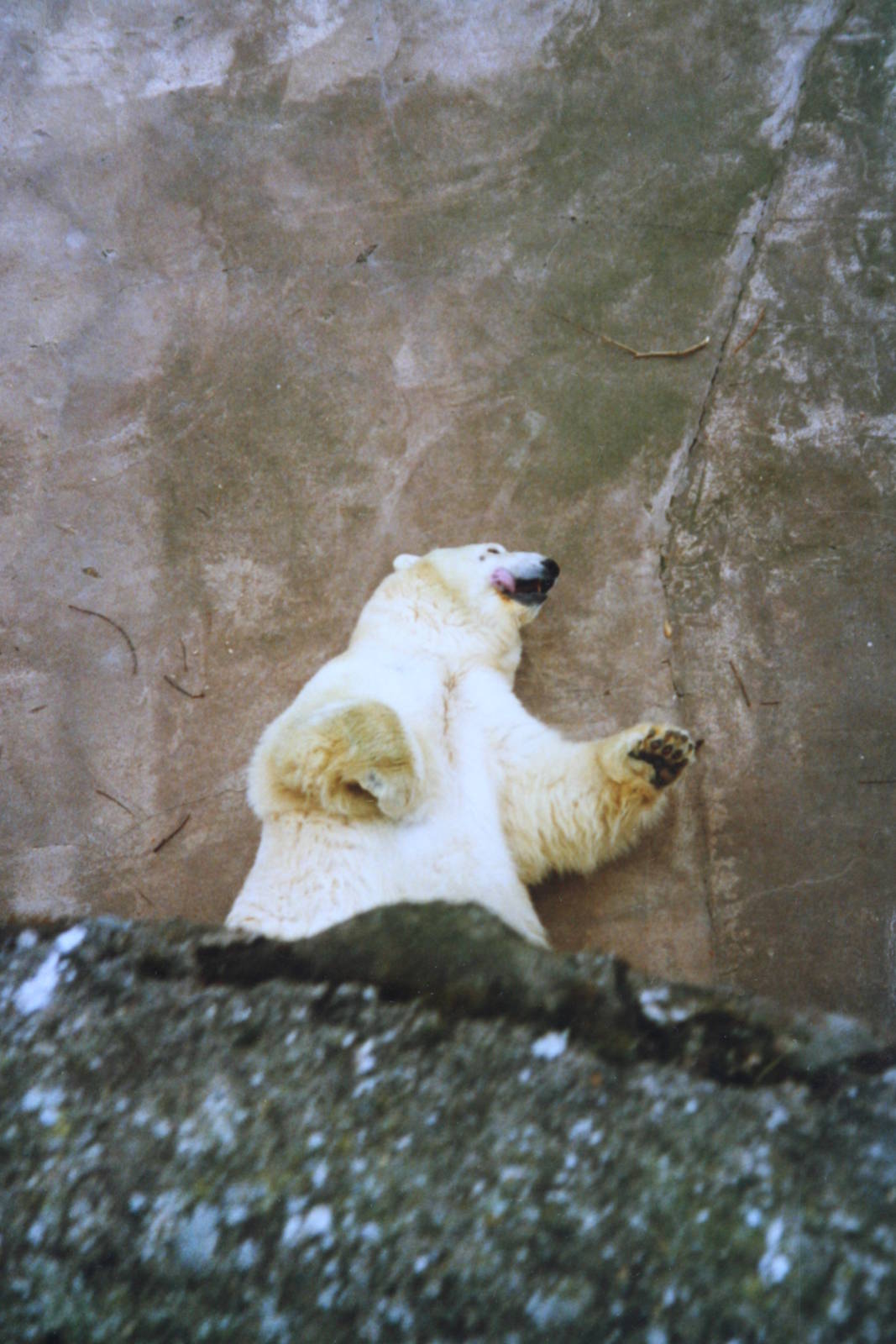 Polar Bear @ Chester; 14.02.1989