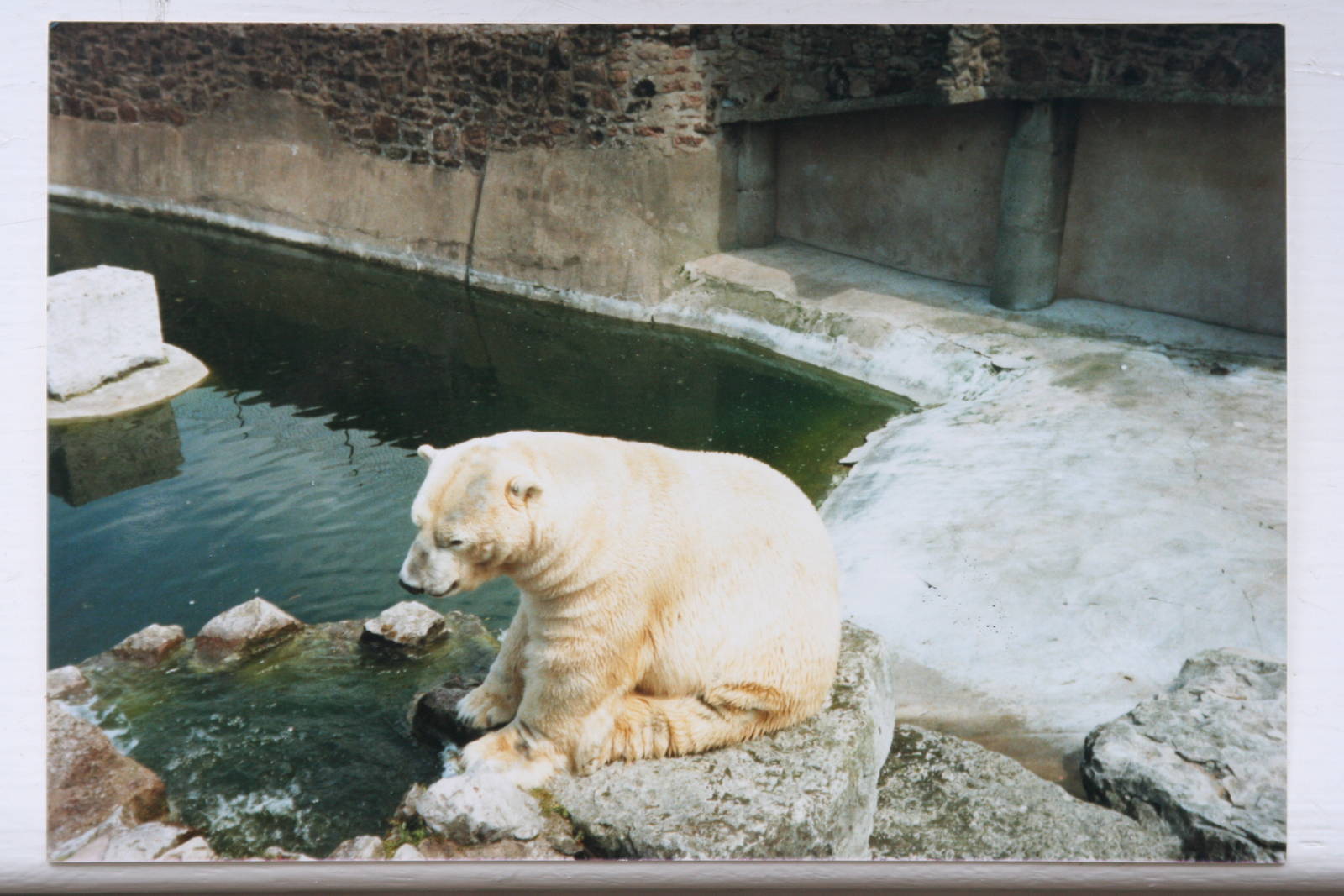 Polar Bear @ Chester; circa 1987