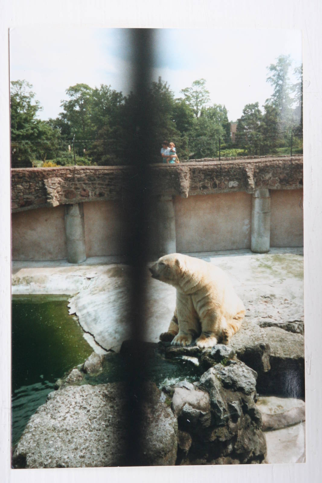 Polar Bear @ Chester; circa 1987