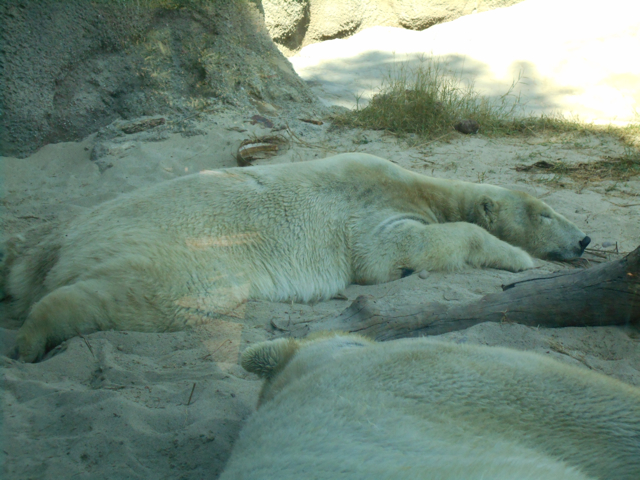 Polar bear chilling