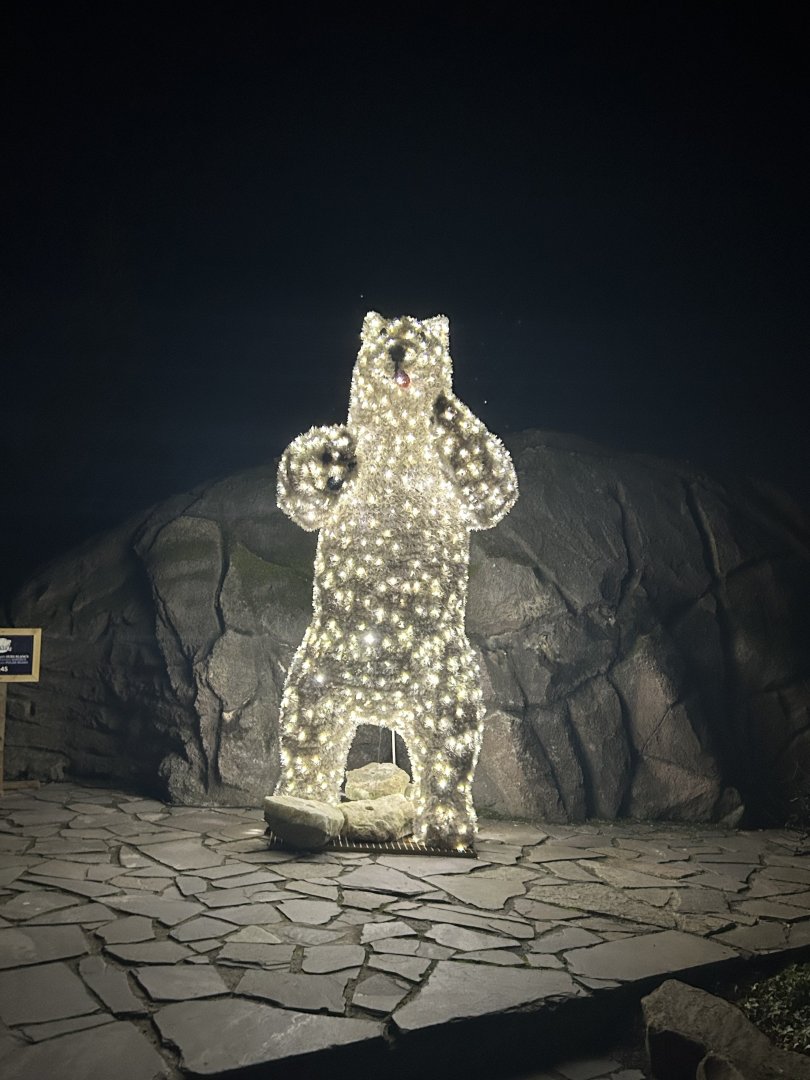 Polar bear Christmas animal ‘by night’