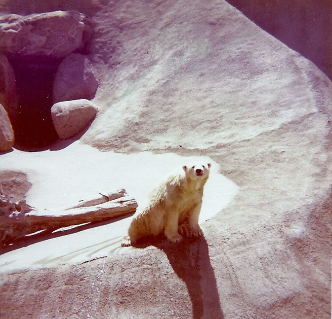 Polar Bear - Circa 1977/78