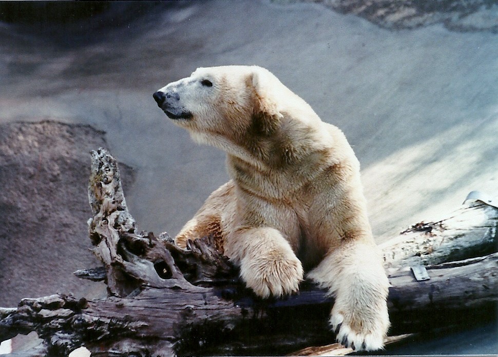 Polar Bear - Circa 1980