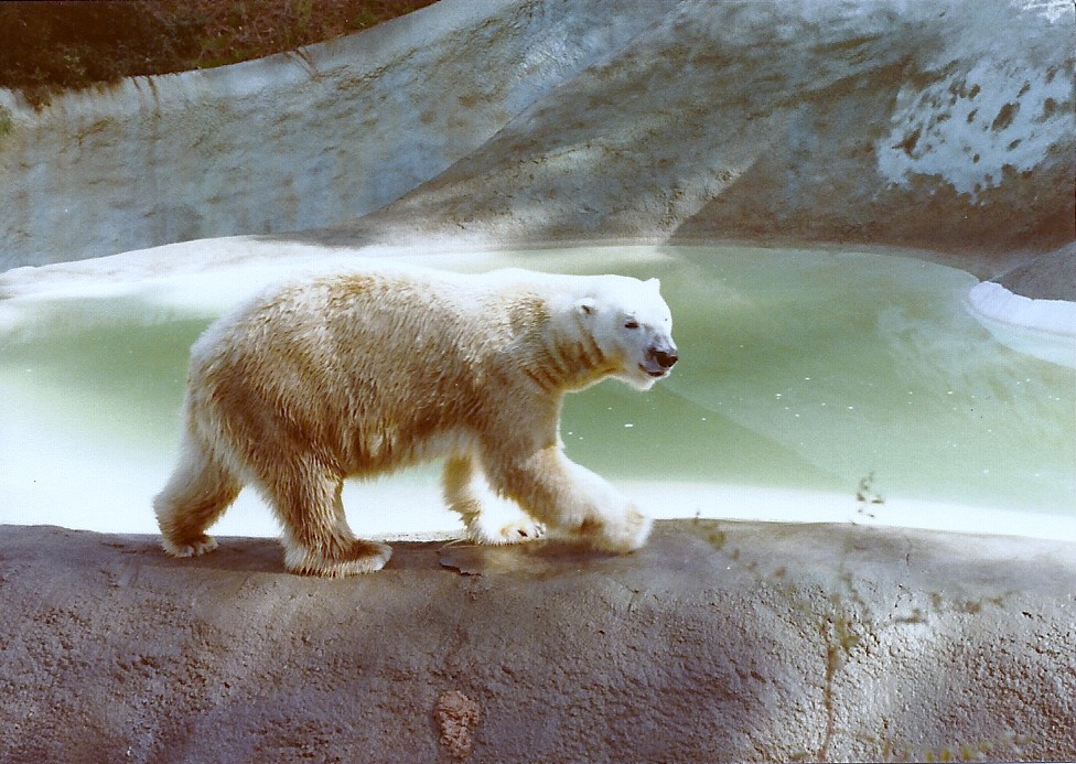 Polar Bear - Circa 1982