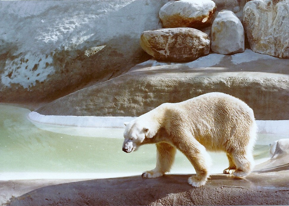 Polar Bear - Circa 1982