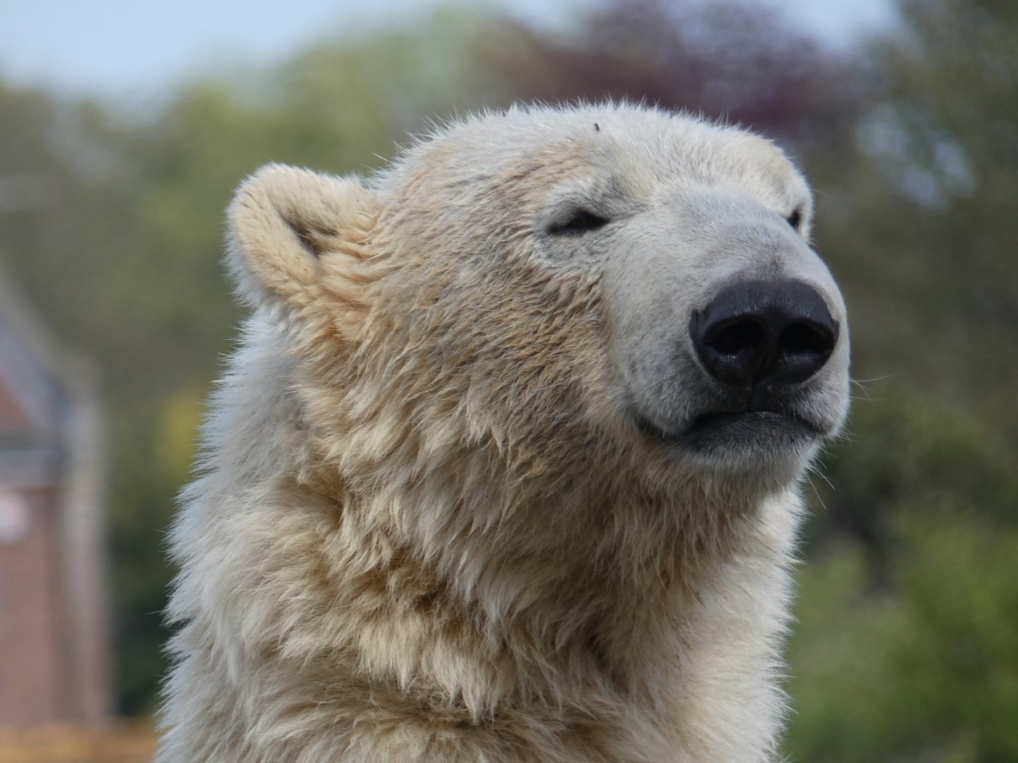 Polar bear close-up