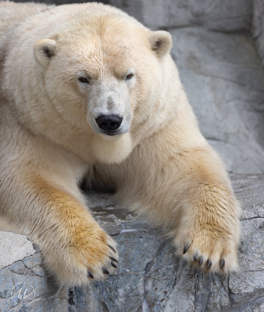 Polar Bear / Copenhagen Zoo / 30-9-24