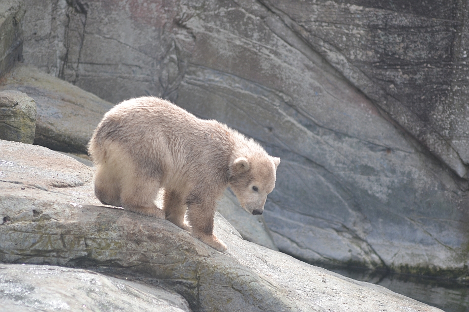 Polar bear cub 1: The water looks interesting...