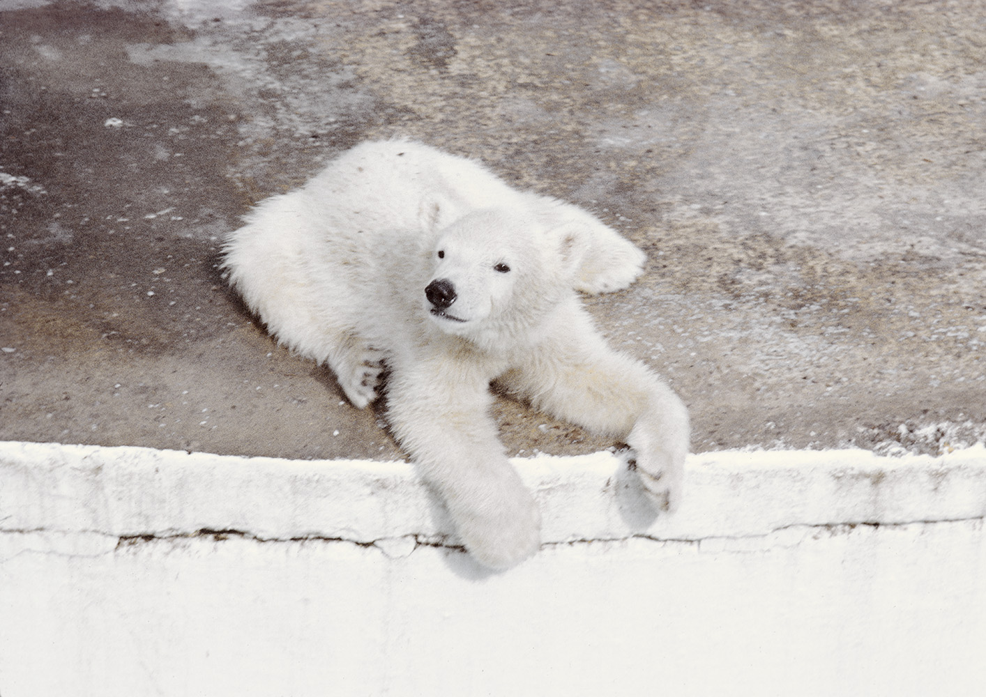 Polar bear cub 1973