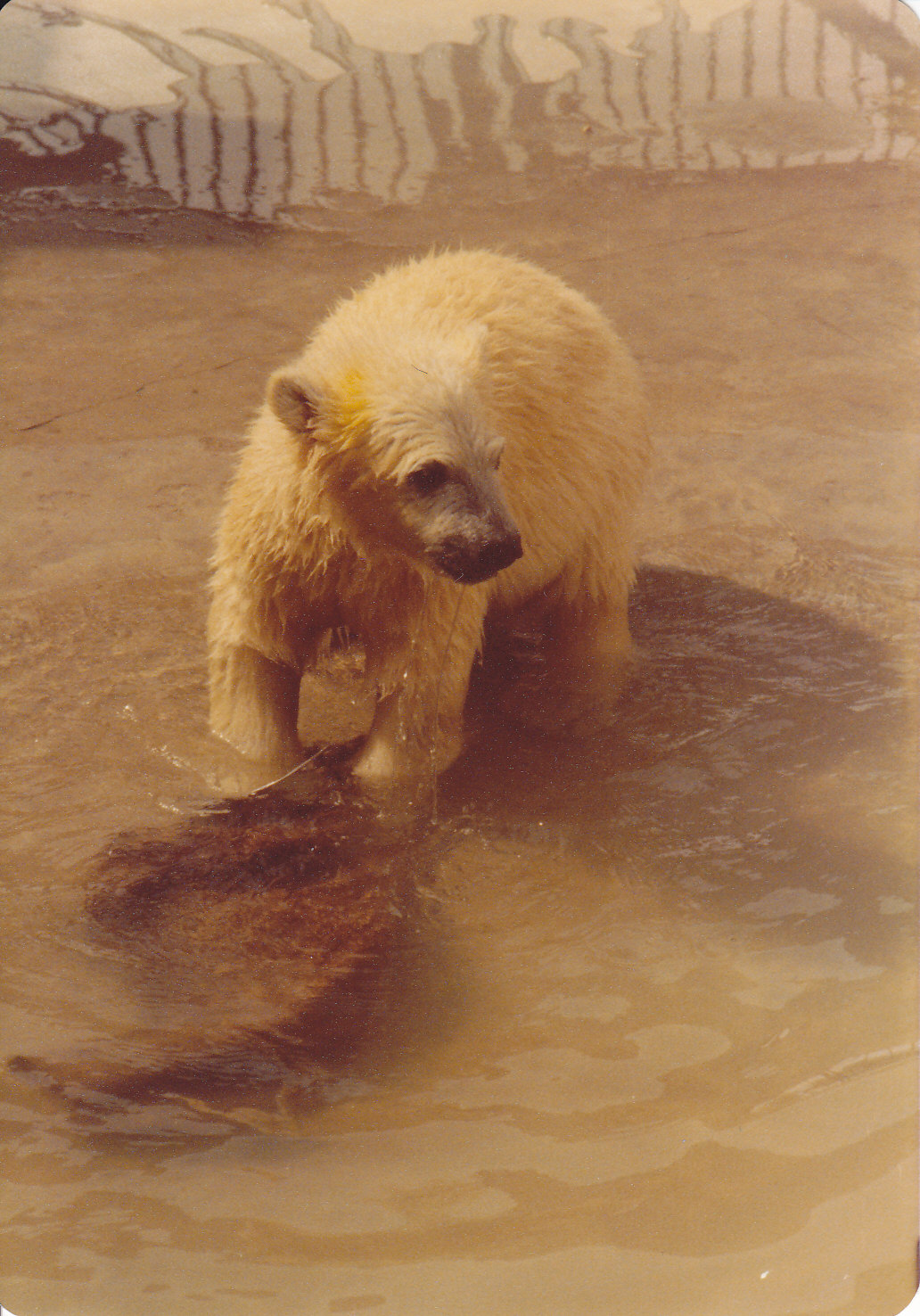 Polar bear cub 1980