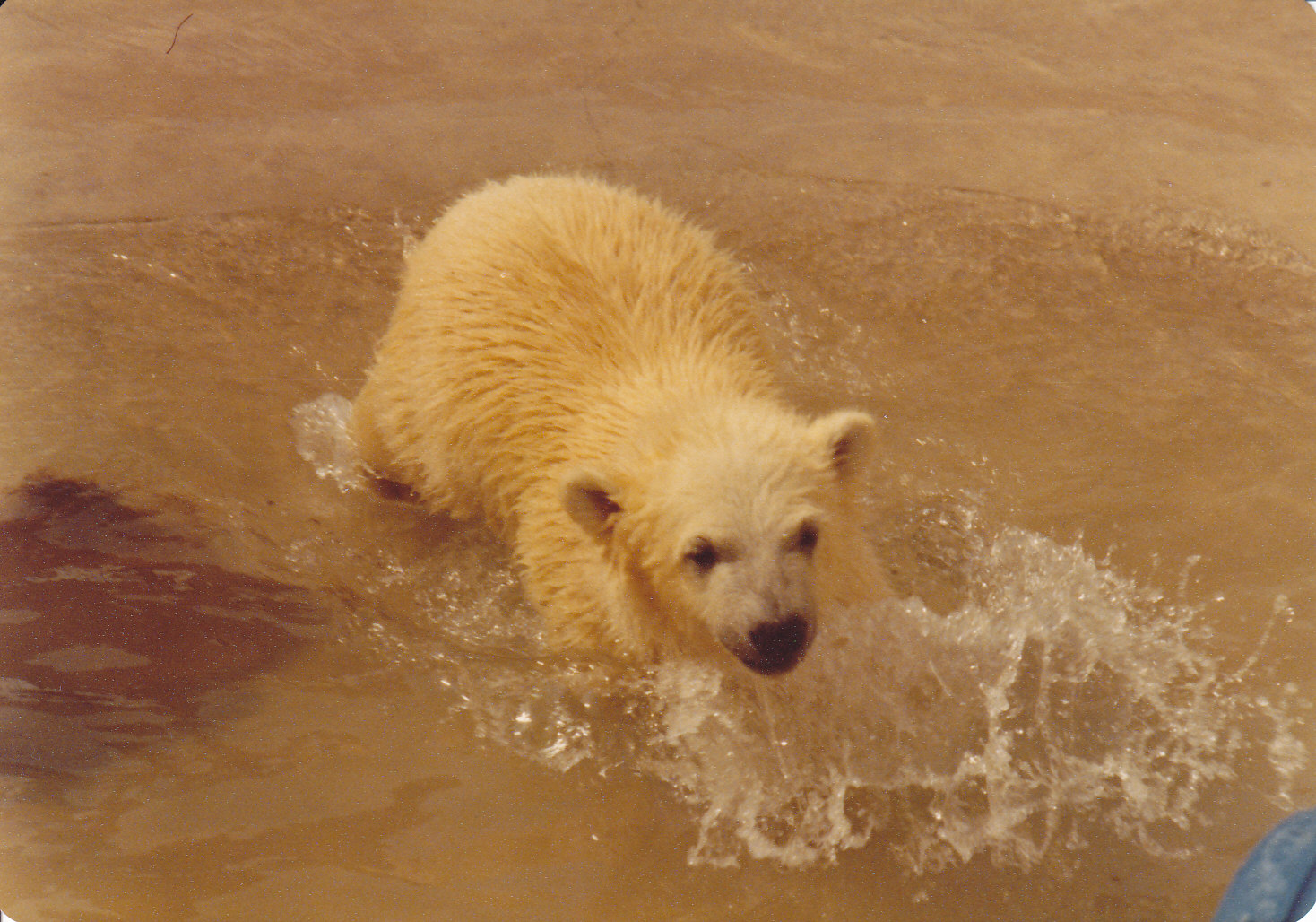 Polar bear cub 1980