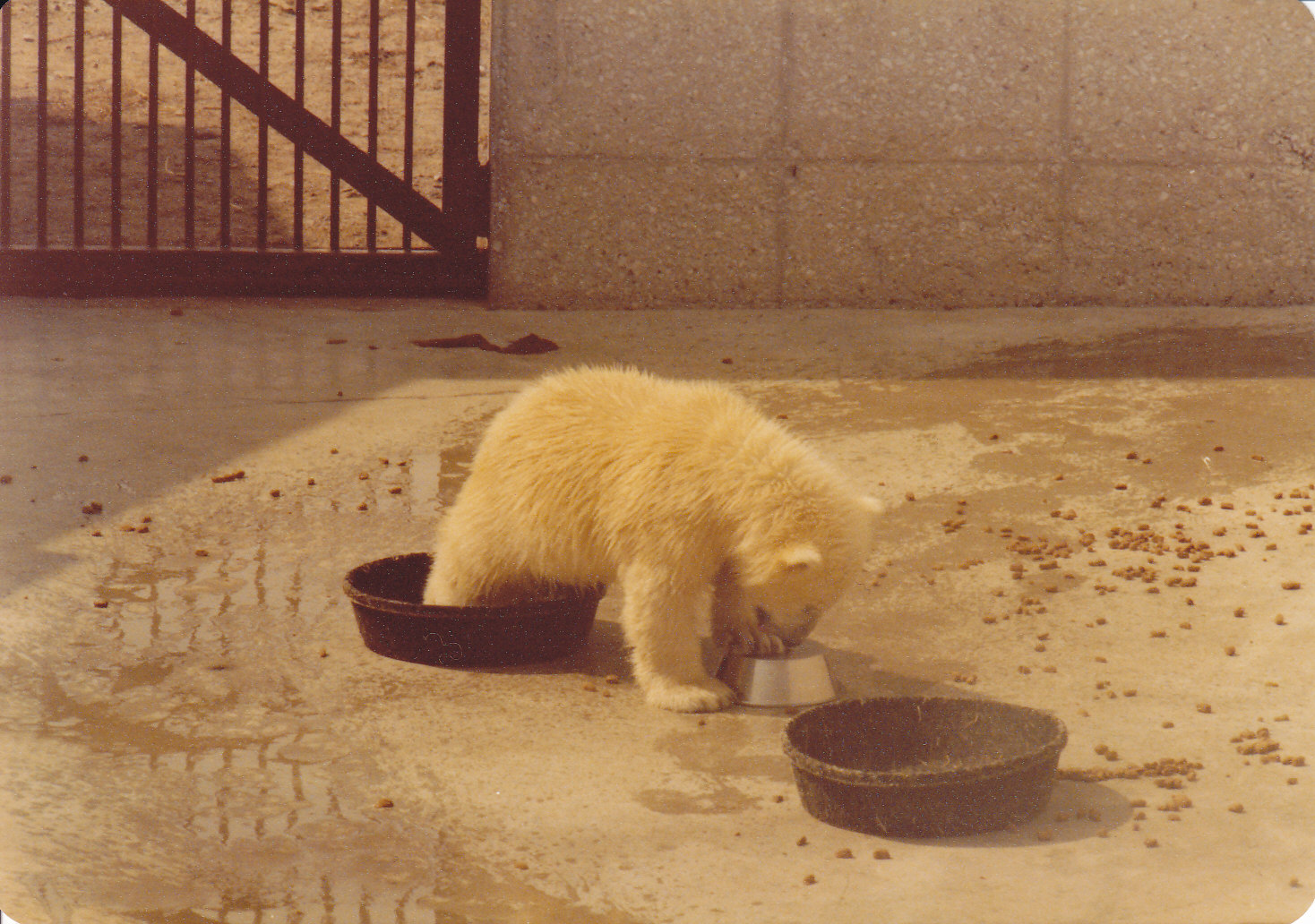 Polar bear cub 1980