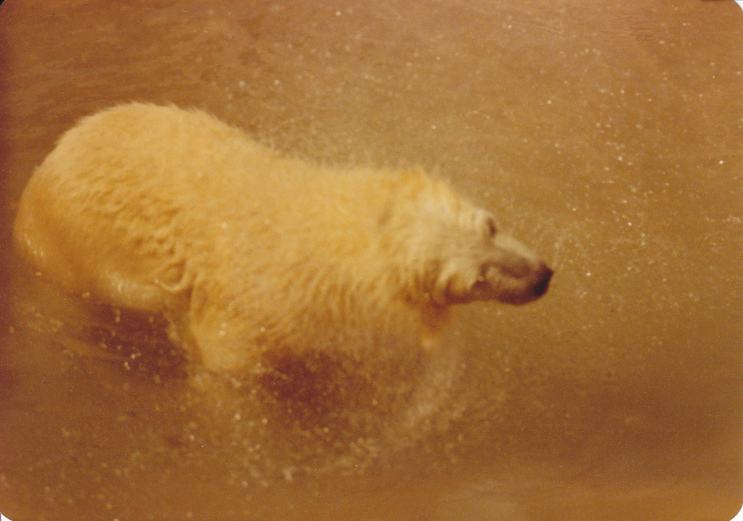 Polar Bear Cub 1980