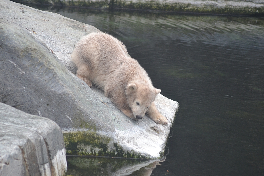 Polar bear cub 2: Oh no, it looks too cold!