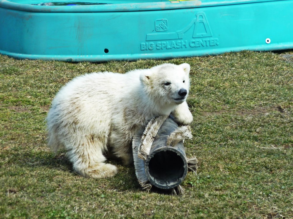 polar bear cub 3/29/13