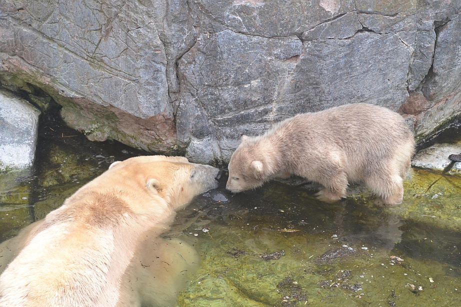 Polar bear cub 3: Mum's already in there