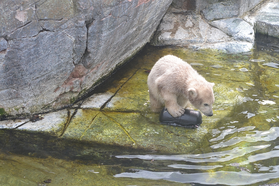 Polar bear cub 4: Ups, my toy fell in