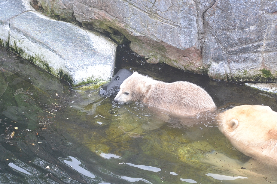 Polar bear cub 5: Might as well go for it then!