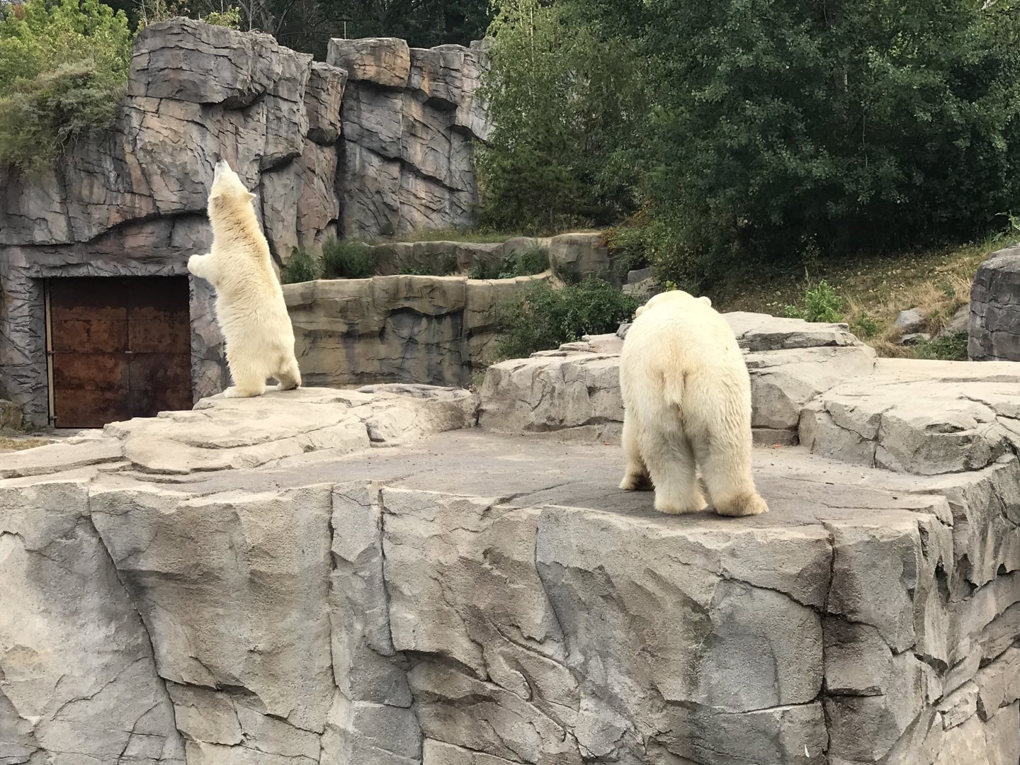 Polar bear cub born November 2019