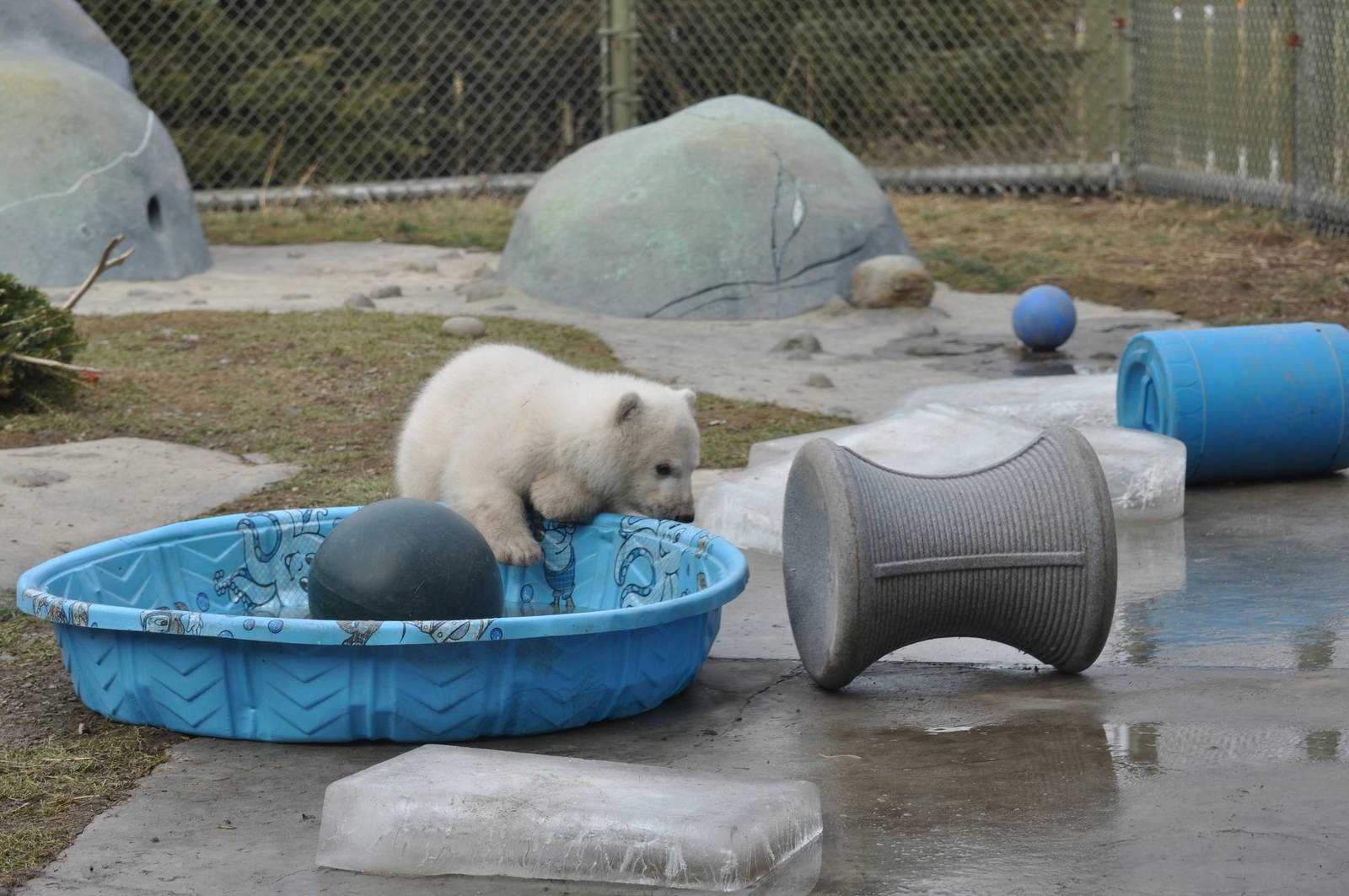 Polar Bear Cub February 2012