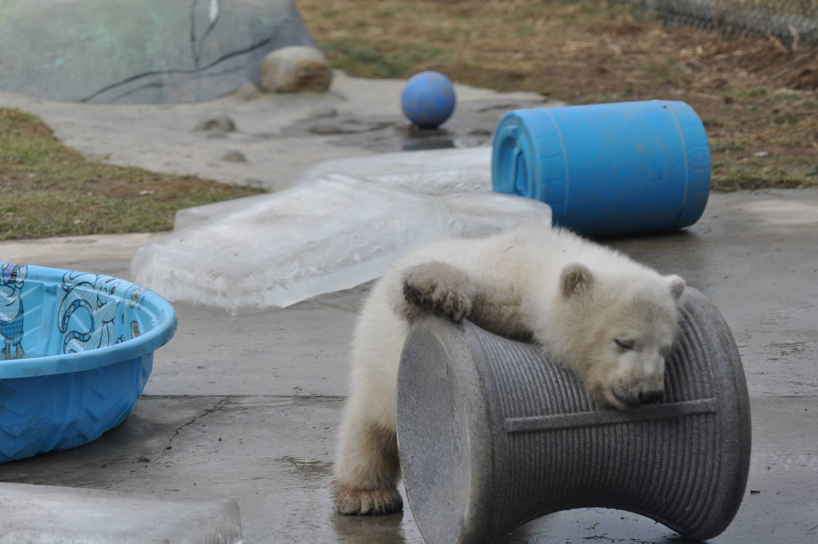 Polar Bear Cub February 2012