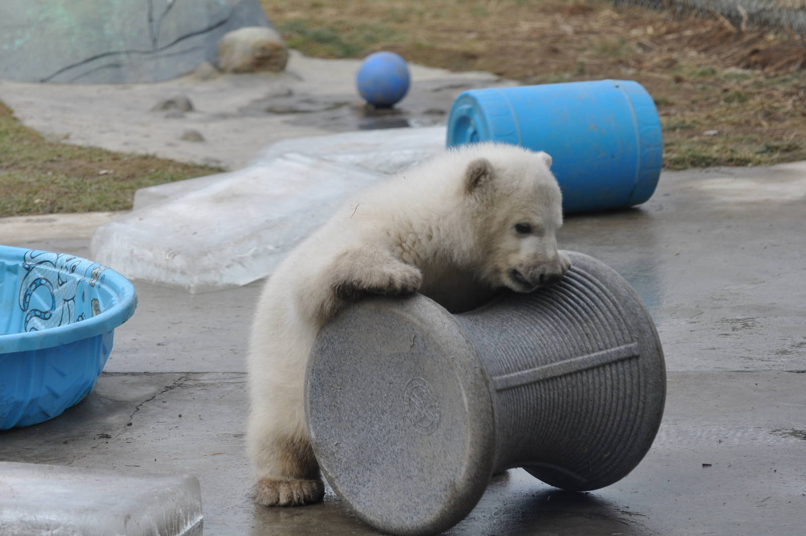 Polar Bear Cub February 2012