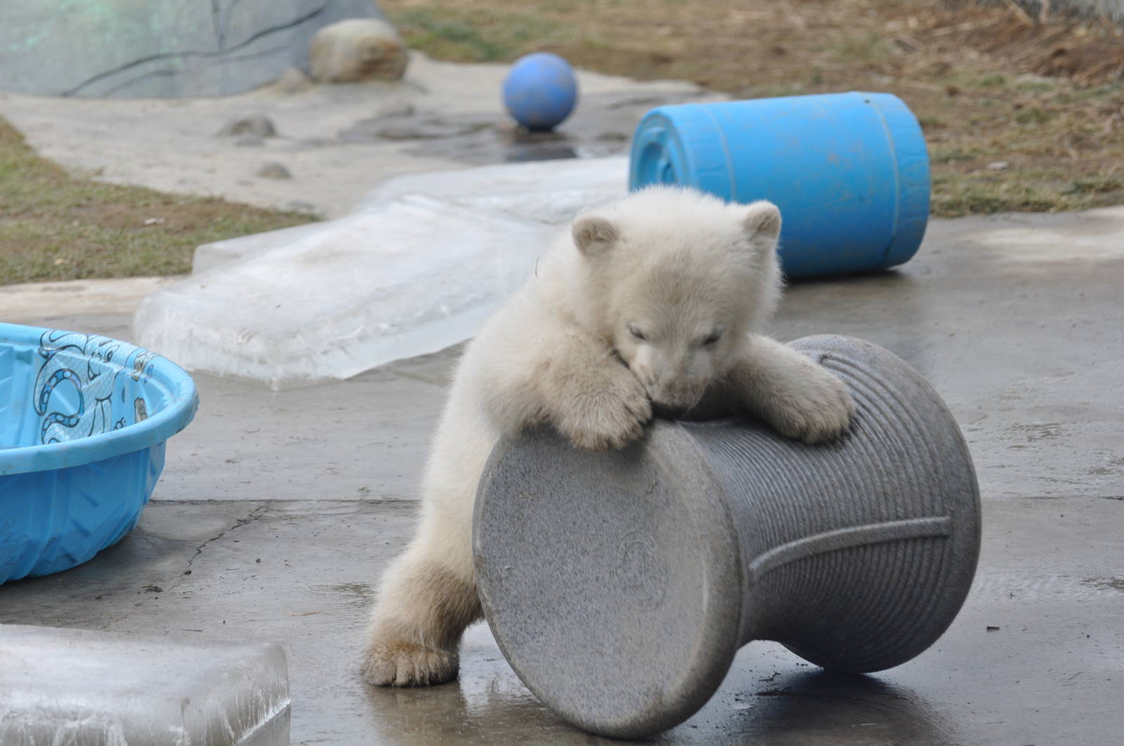 Polar Bear Cub February 2012