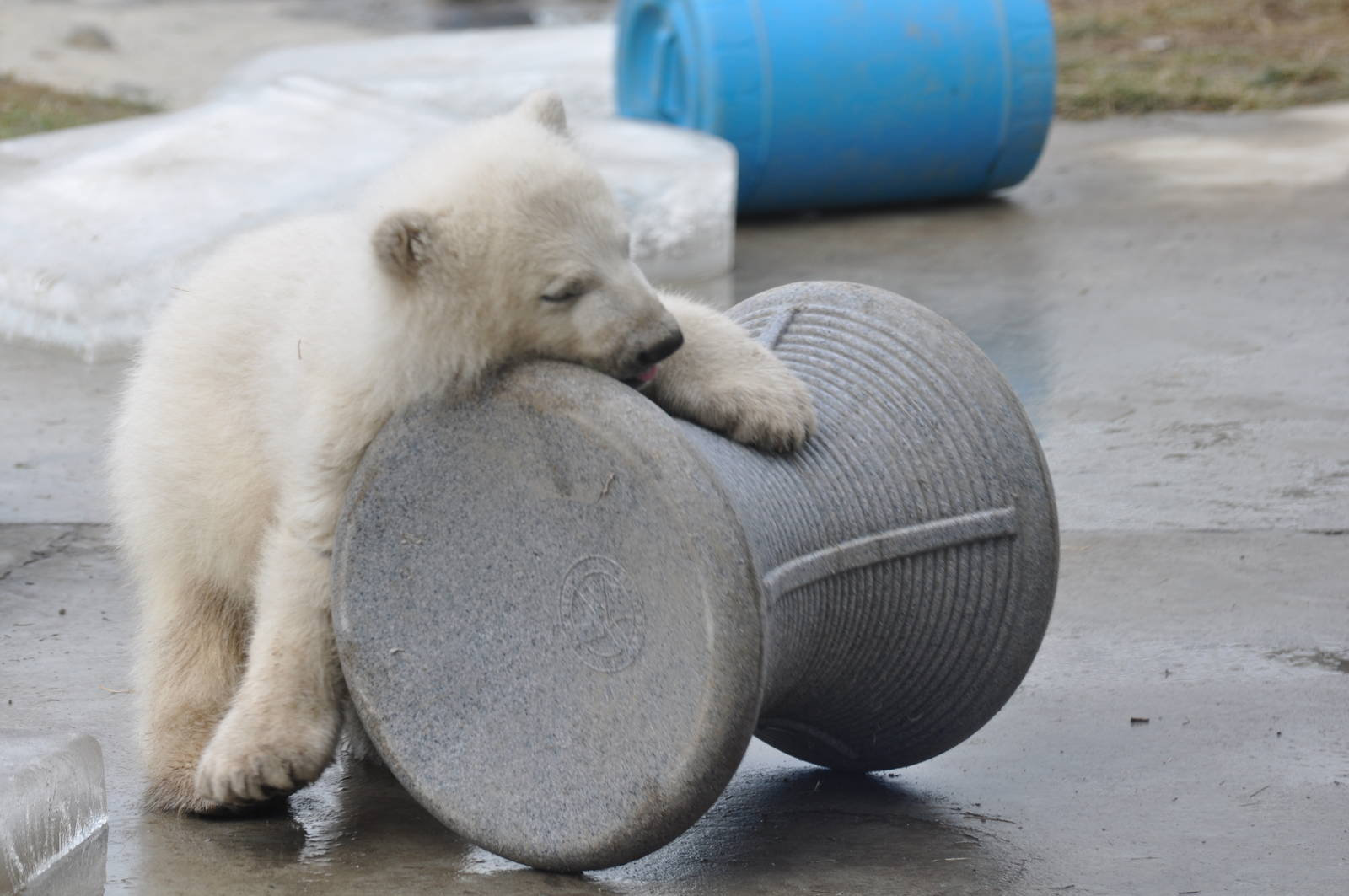 Polar Bear Cub February 2012