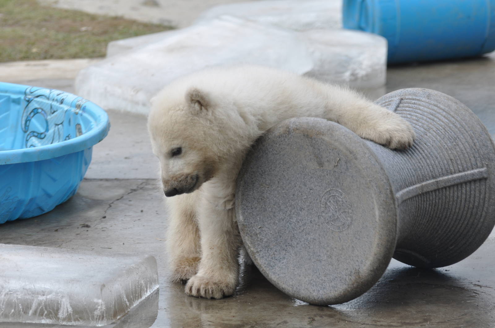 Polar Bear Cub February 2012