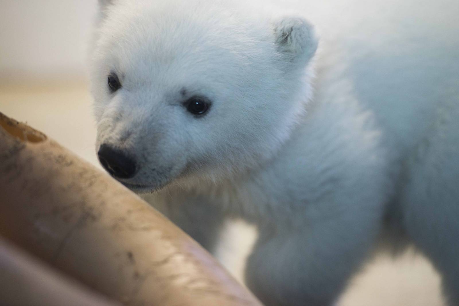 Polar Bear cub Juno