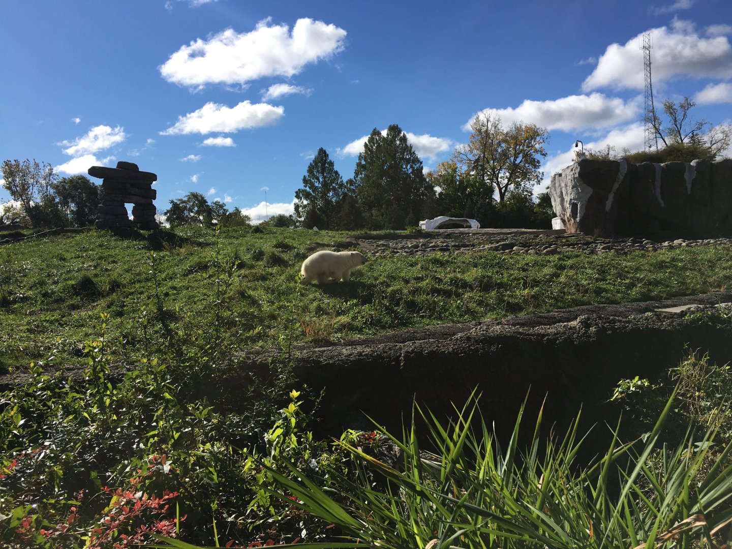 Polar bear cub (Laerke)