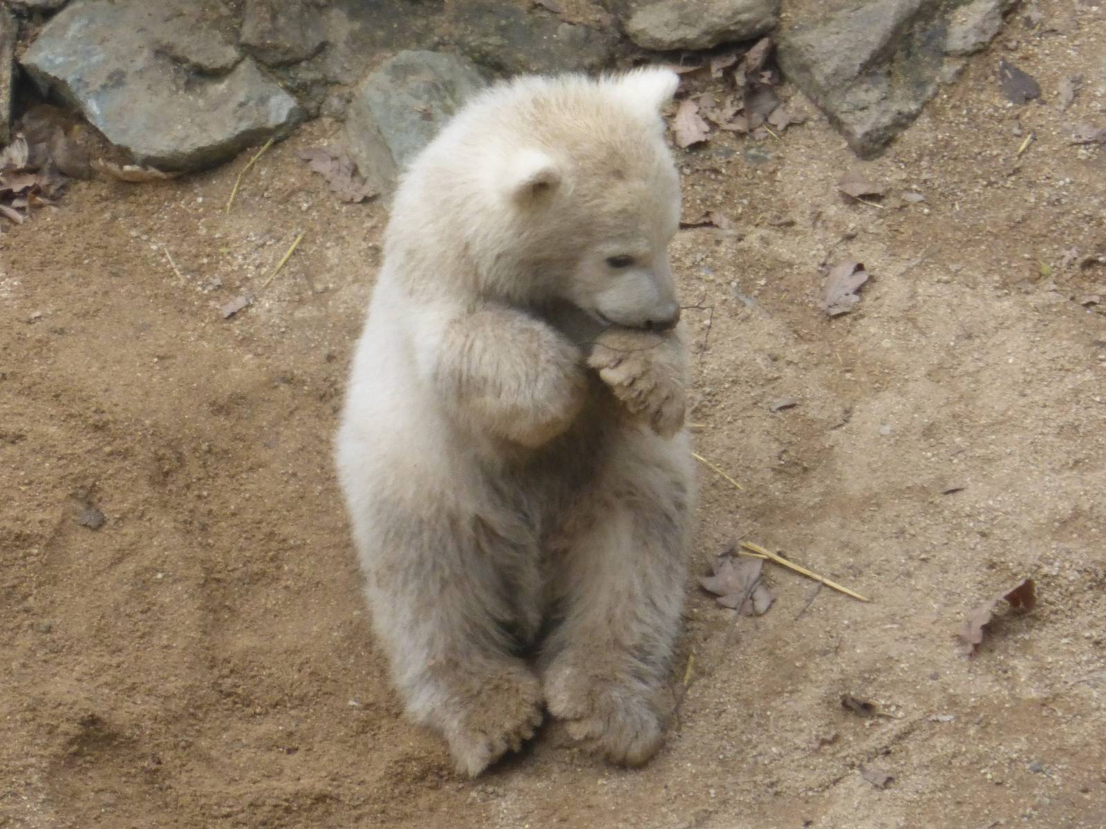 Polar bear cub March 2016