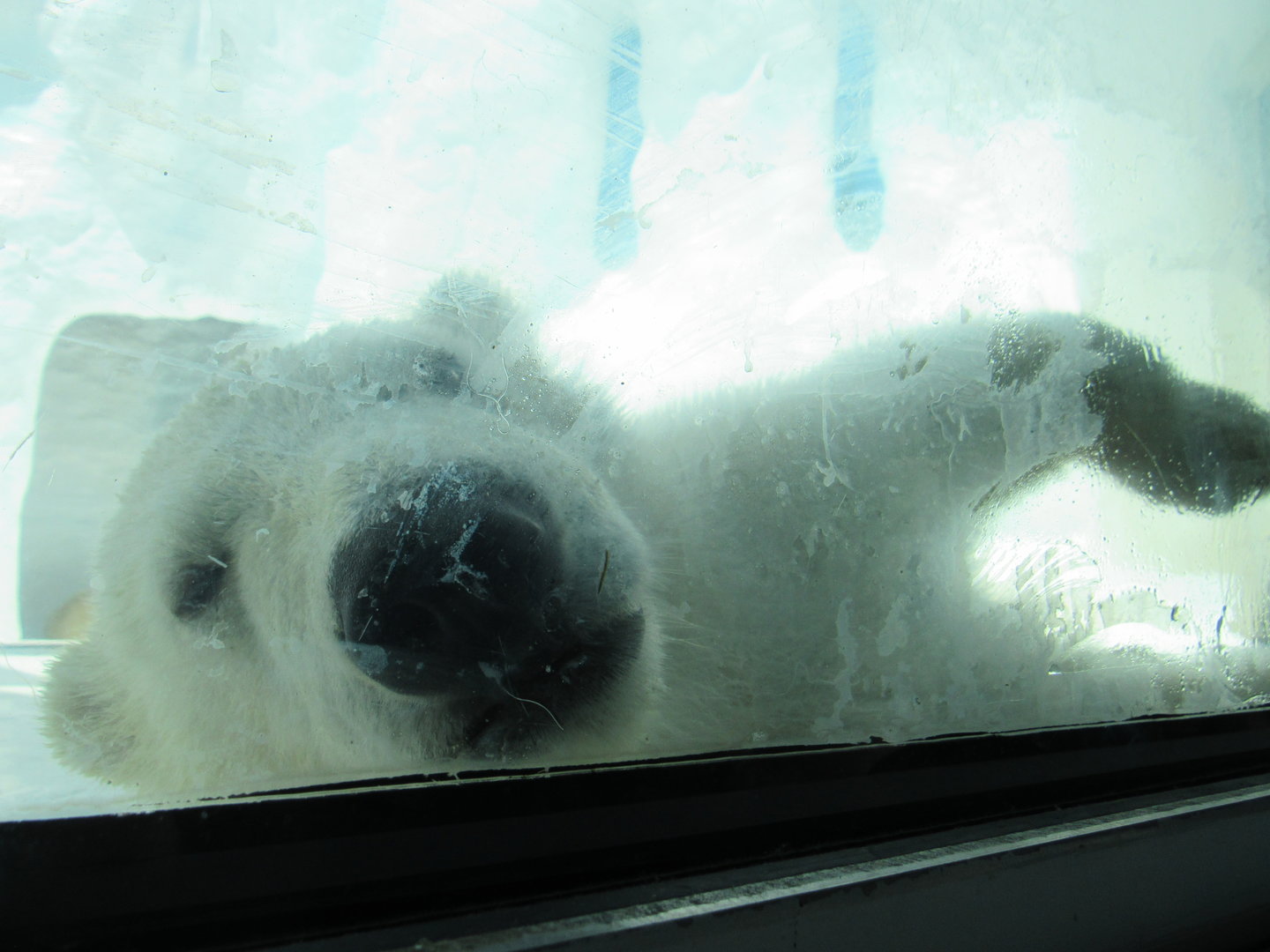 Polar Bear cub nose to nose - 5/9/23