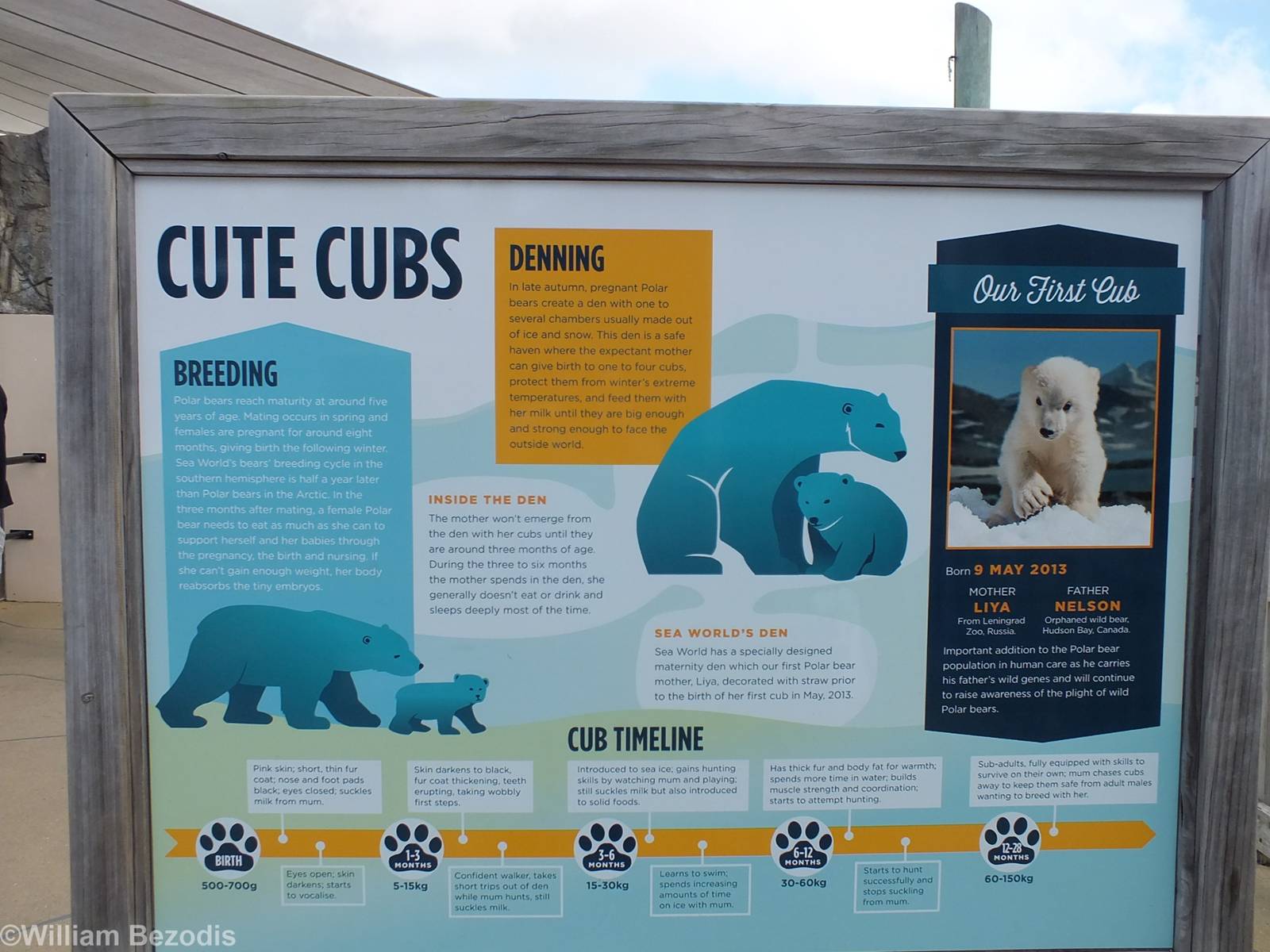 Polar Bear Cub Sign