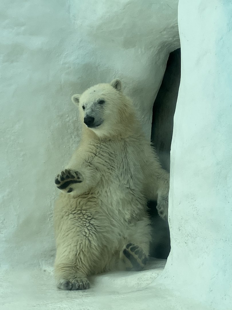 Polar Bear Cub (Ursus Maritimus)