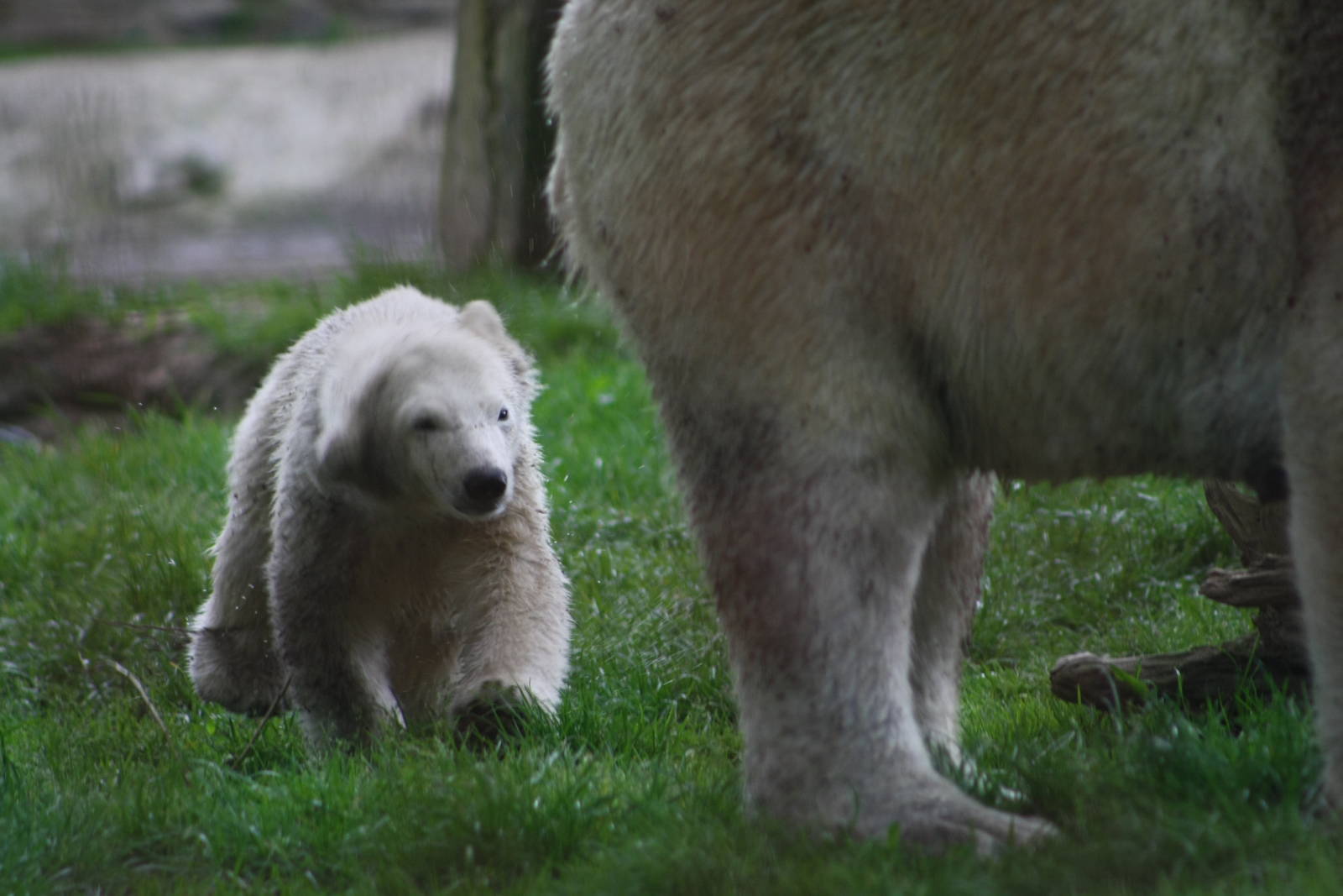 Polar Bear Cub with mum.